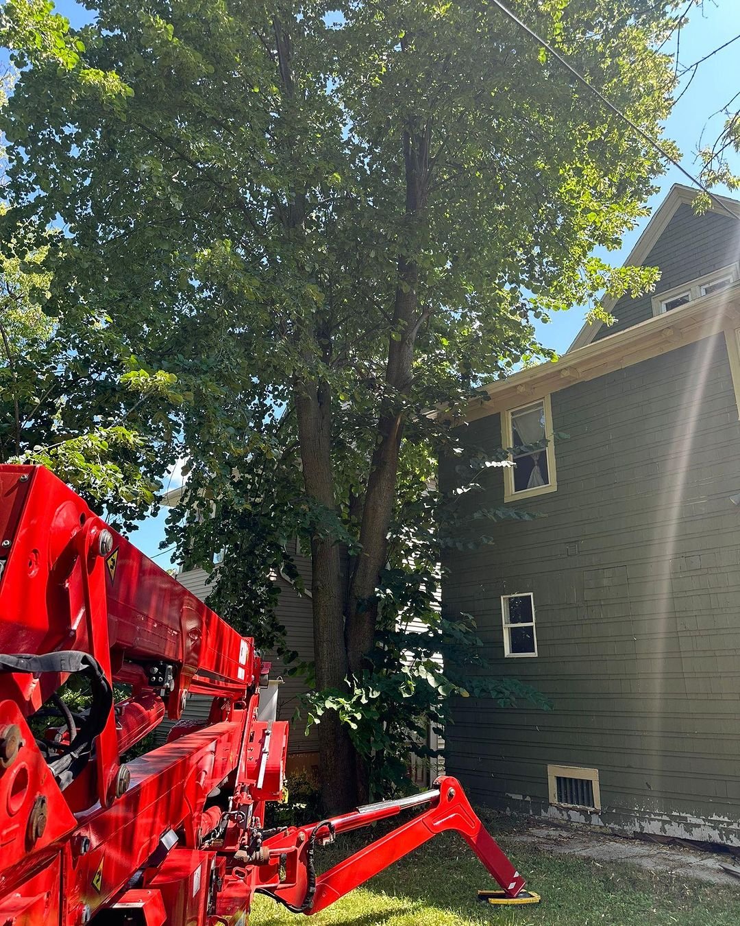 Read more about the article Branch Specialists Rochester NY: Your Trusted Arborists in Hilton, NY