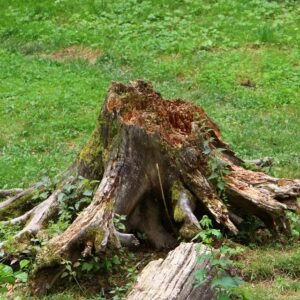 Read more about the article Expert Tree Service: Safe Stump Removal in Henrietta, NY