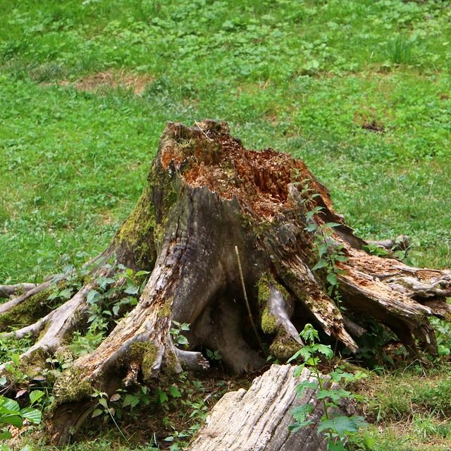 Stump Removal in Henrietta