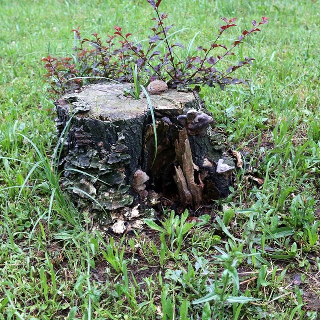 You are currently viewing Hazardous Stump Removal and Tree Care in Pittsford, NY