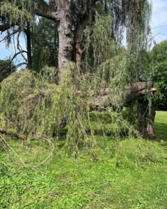 Emergency Tree Services in Rochester