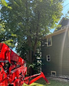 Tree Removal Service in Rochester