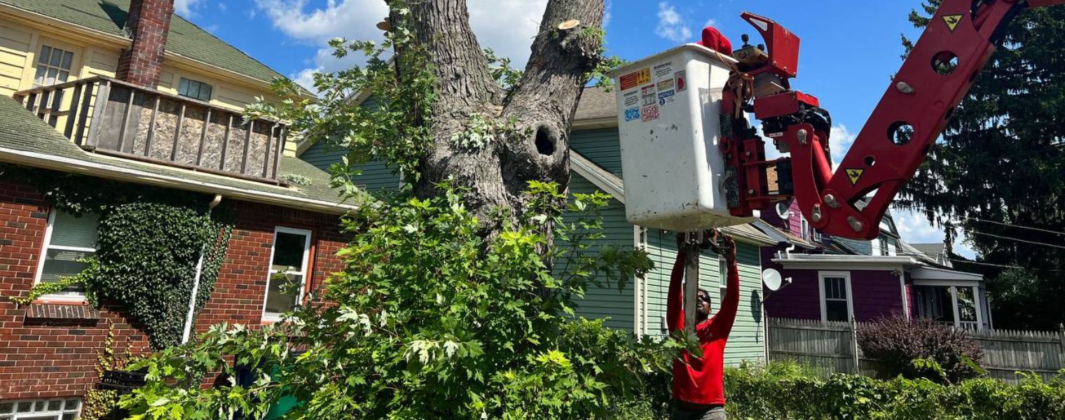 Tree Service