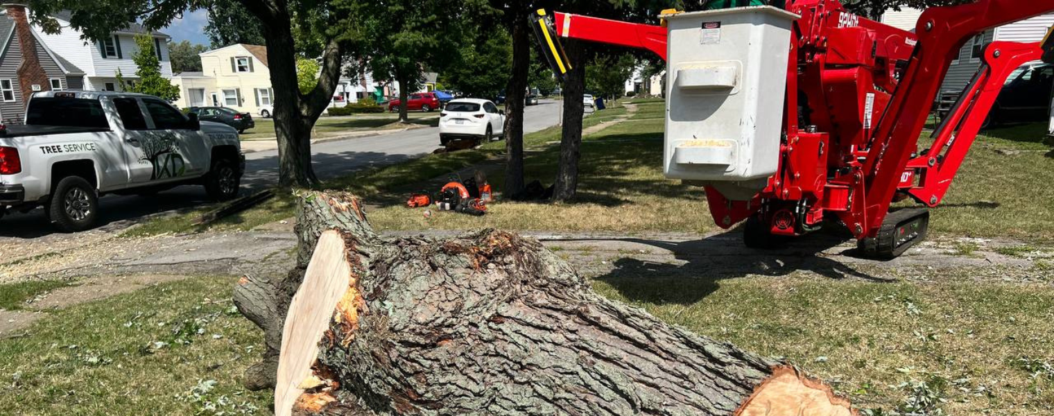 Tree Service