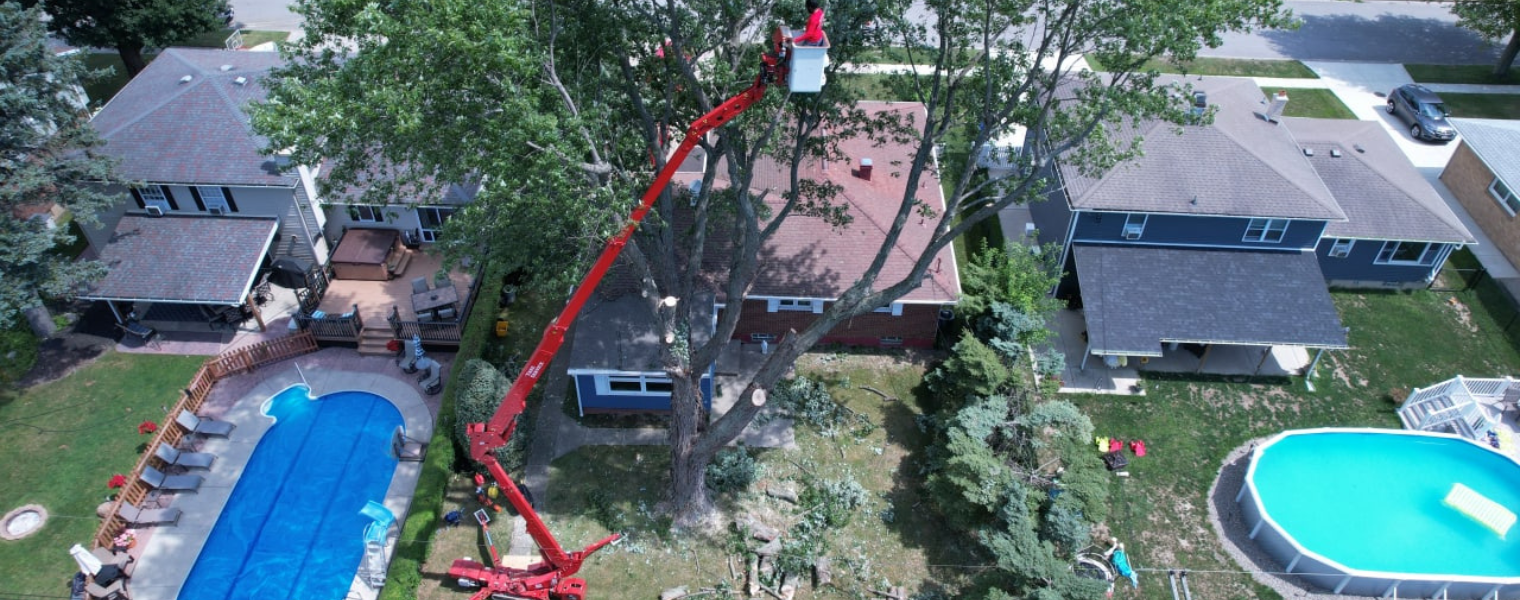 Tree Service