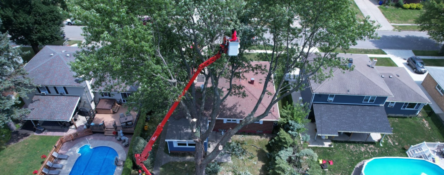 Tree Service