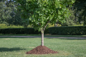 Mulching for Trees