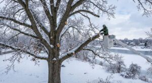 Preventing Ice-Laden Branch Collapse in Rochester, NY - Expert Winter Pruning Tips to Reduce Ice-Load Risk