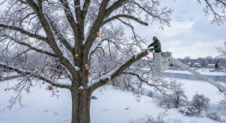 Preventing Ice-Laden Branch Collapse in Rochester, NY: Expert Winter Pruning Tips to Reduce Ice-Load Risk