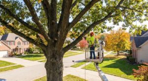 stump grinding cost rochester ny