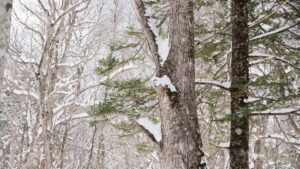 Essential Tree Trimming Tips Before Peak Winter in Webster- Rochester Branch specialists blog