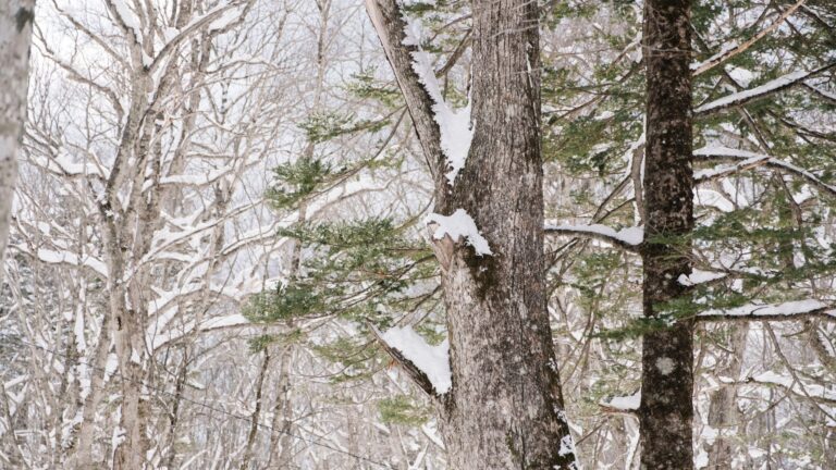 Essential Tree Trimming Tips Before Peak Winter in Webster