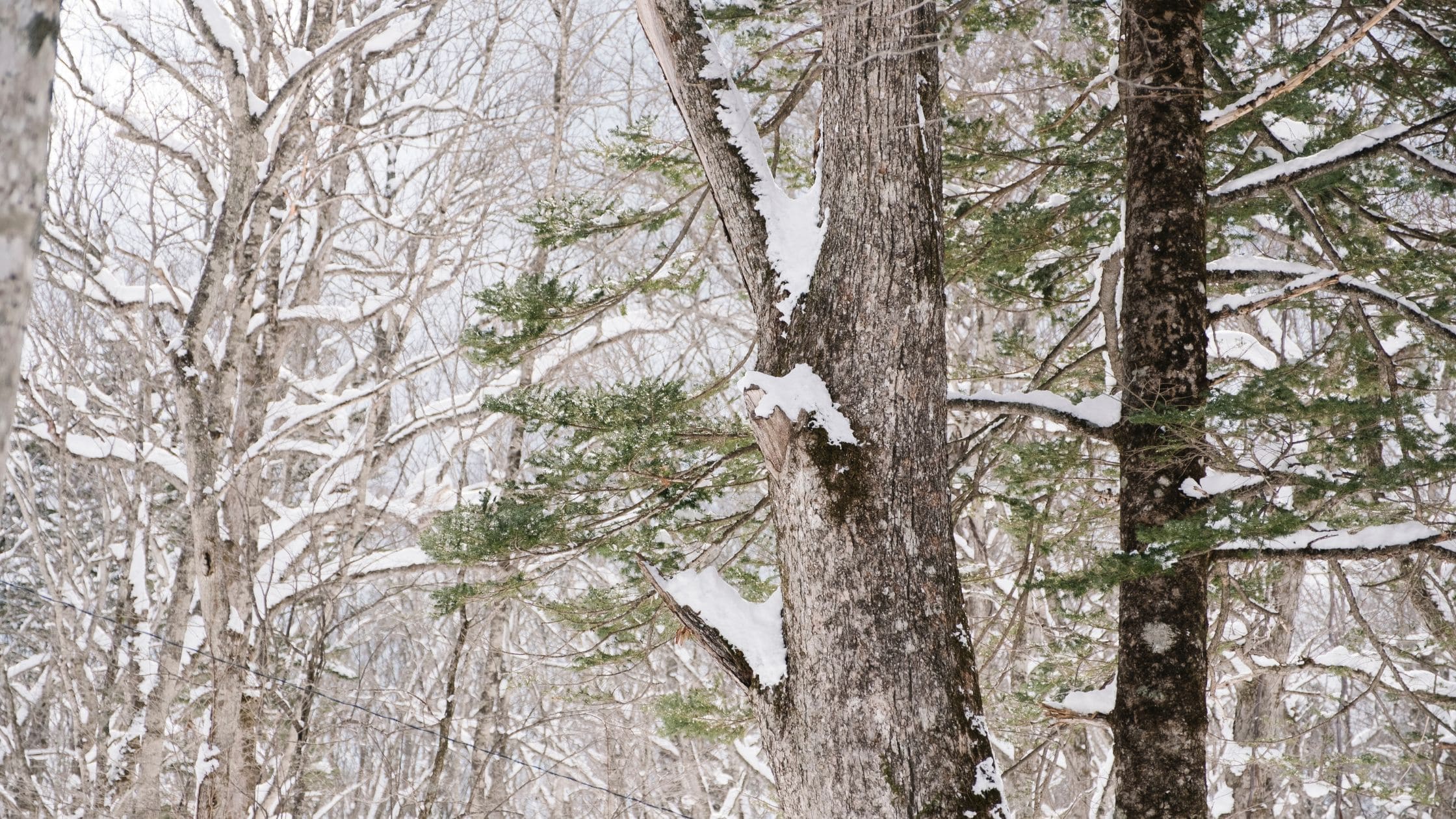 Essential Tree Trimming Tips Before Peak Winter in Webster- Rochester Branch specialists blog
