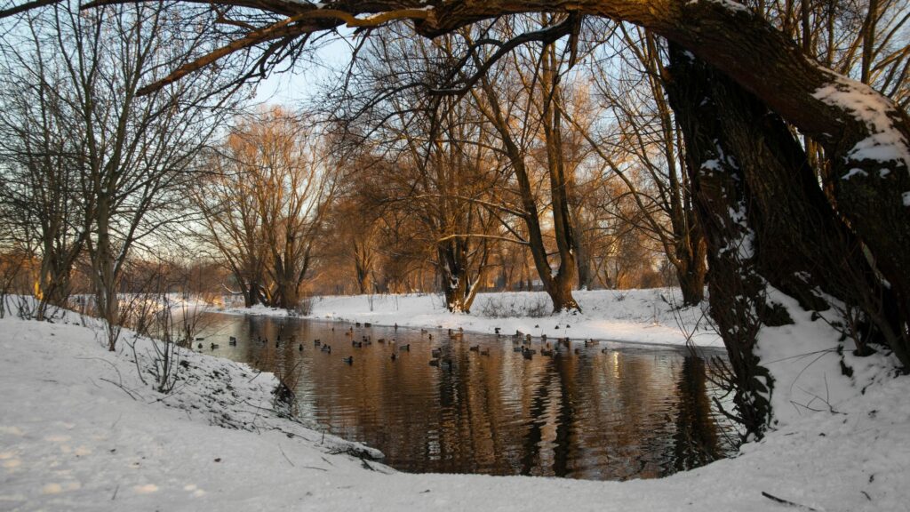 How Greece Homeowners Can Prepare Trees for Heavy Lake-Effect Snow