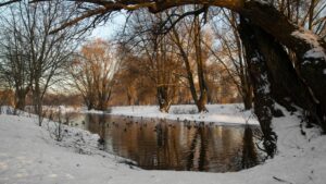How Greece Homeowners Can Prepare Trees for Heavy Lake-Effect Snow