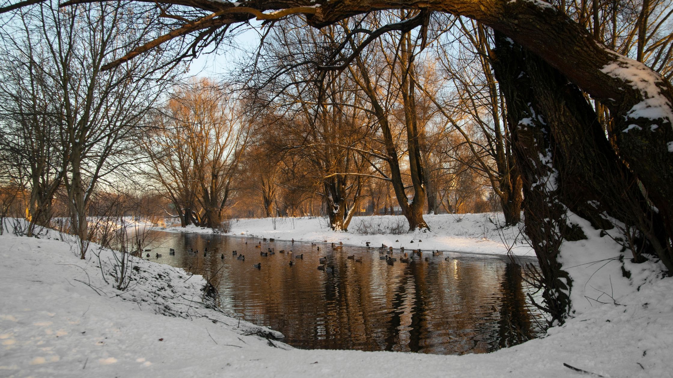 How Greece Homeowners Can Prepare Trees for Heavy Lake-Effect Snow