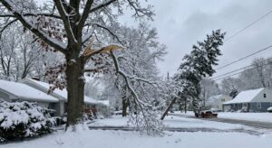Top Signs Your Trees Need Emergency Attention After a Snowstorm in Irondequoit