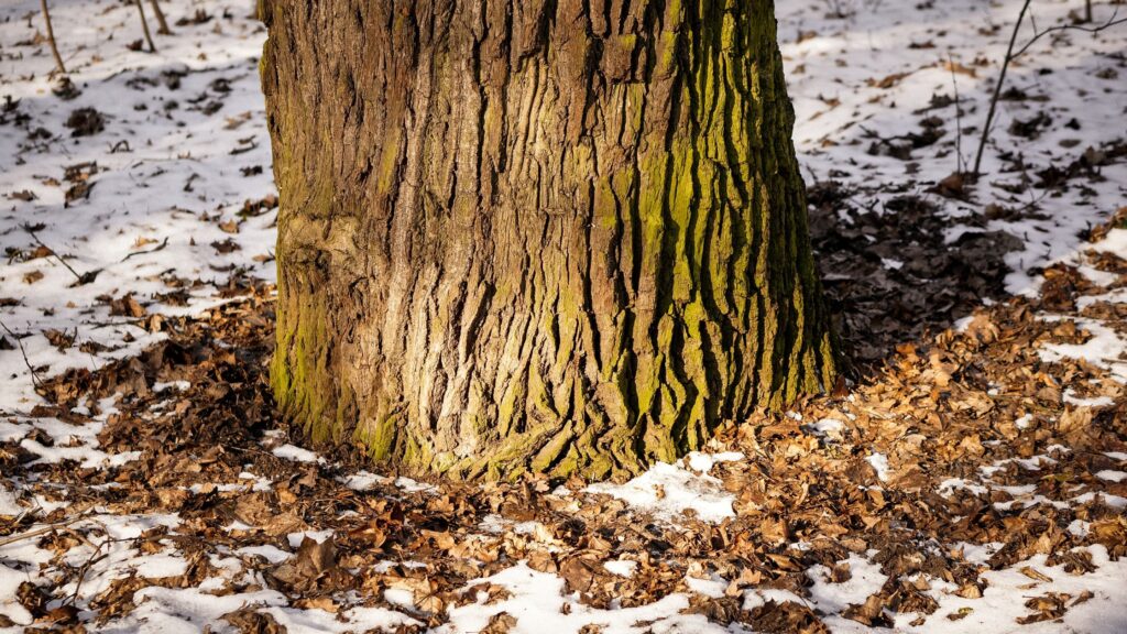 Why Rochester Residents Should Grind Old Stumps Before Deep Winter
