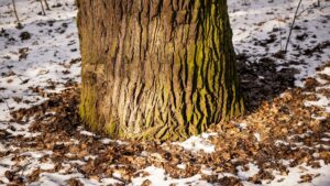 Why Rochester Residents Should Grind Old Stumps Before Deep Winter