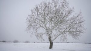 Monroe County’s Guide to Preventing Storm-Related Tree Damage