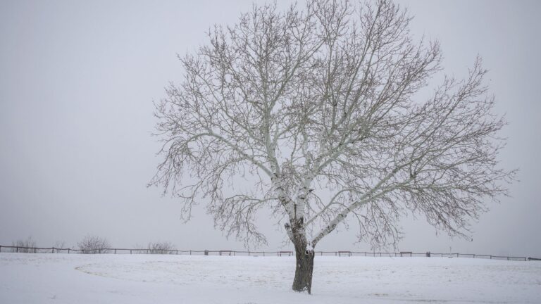 Monroe County’s Guide to Preventing Storm-Related Tree Damage