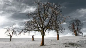 The Hidden Dangers of Weak Trees During Snowstorms in Rochester