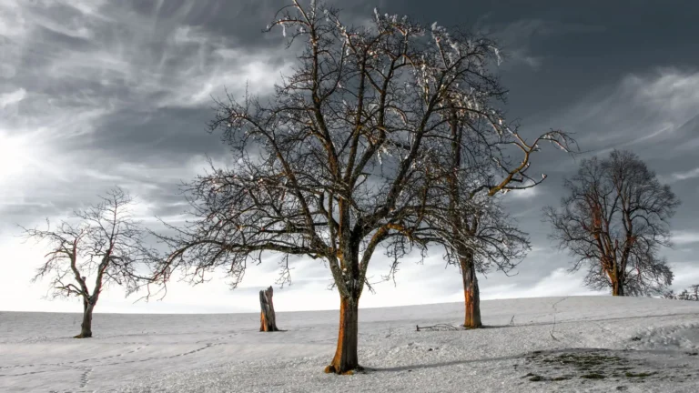 The Hidden Dangers of Weak Trees During  Snowstorms in Rochester