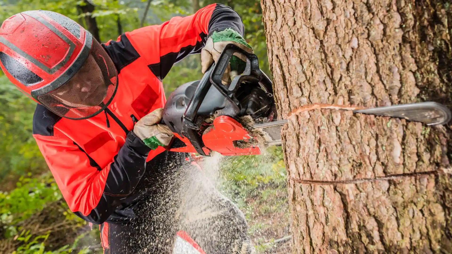 When to Call Tree Service Rochester NY – Branch Specialists