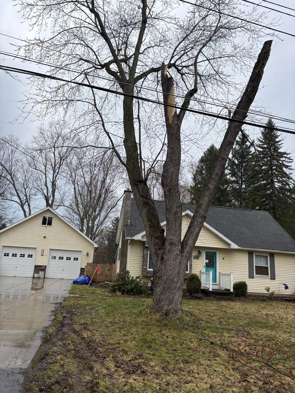 Storm-damaged tree with snapped trunk before removal on Holcroft Rd, Greece NY