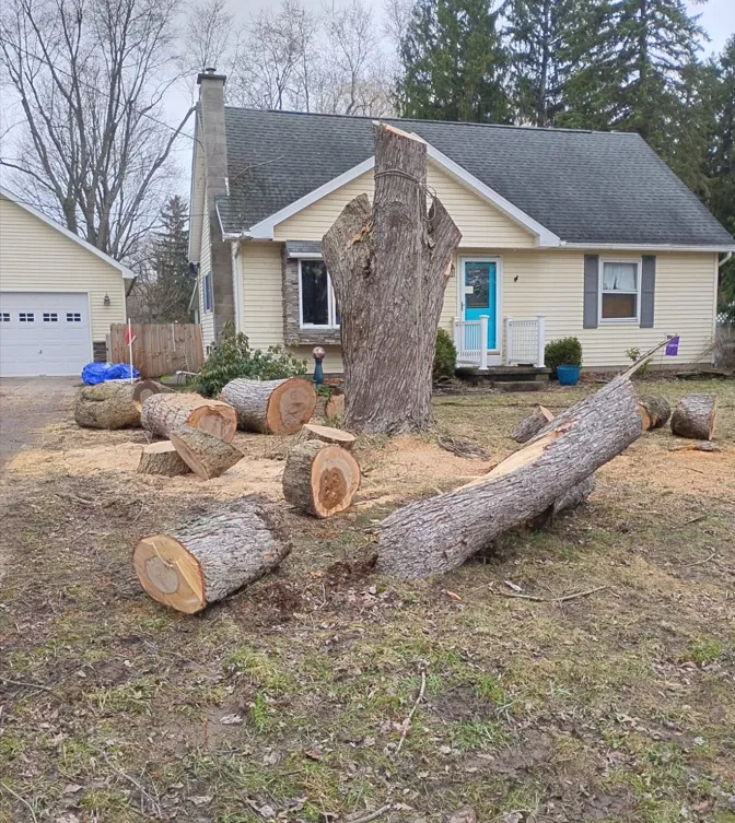 Large tree sectioned into logs after storm removal at a Greece, Rochester NY home