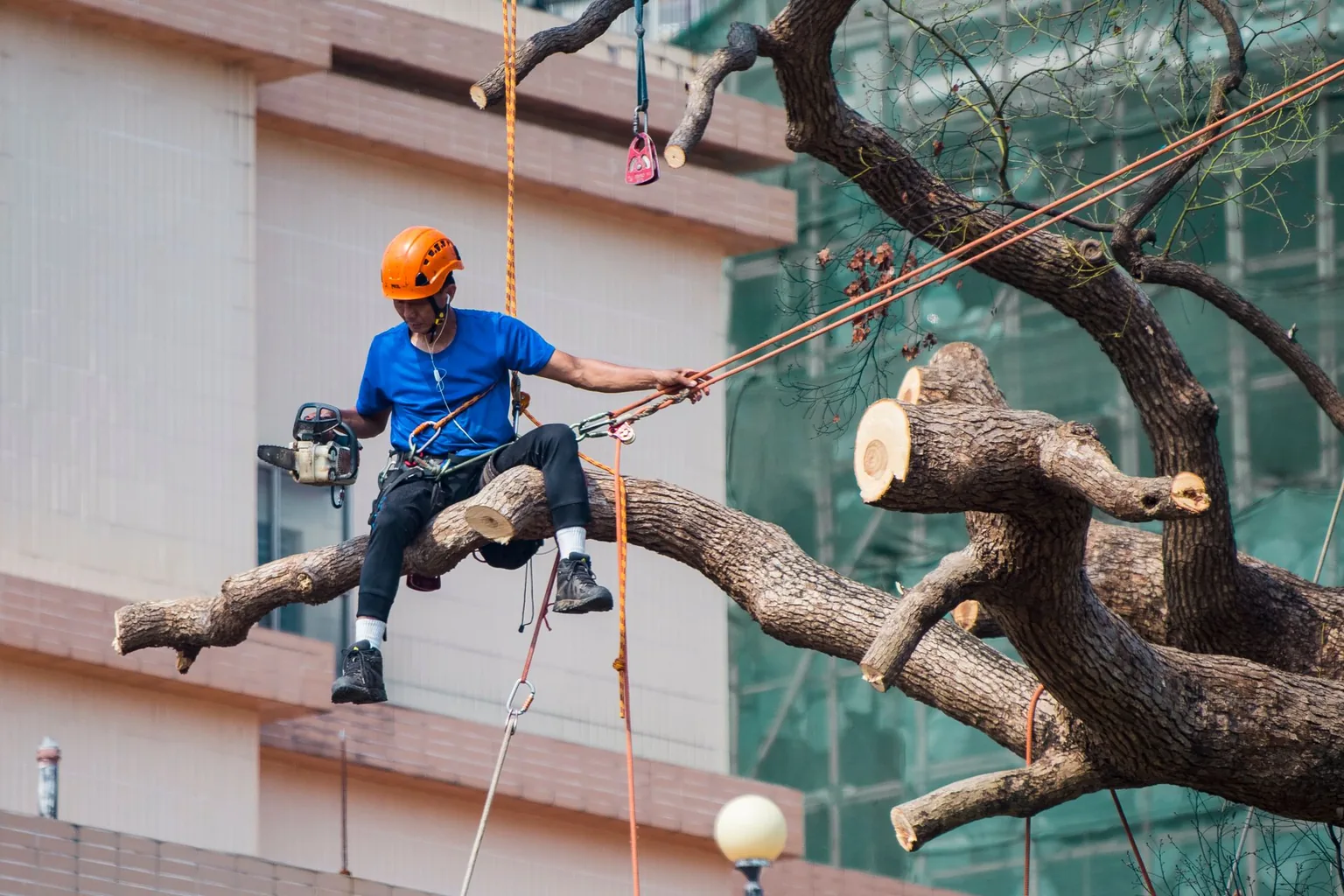 Arborist in a helmet and harness working on a large limb with rigging ropes tensioned through the tree — tree cabling and bracing in Rochester NY