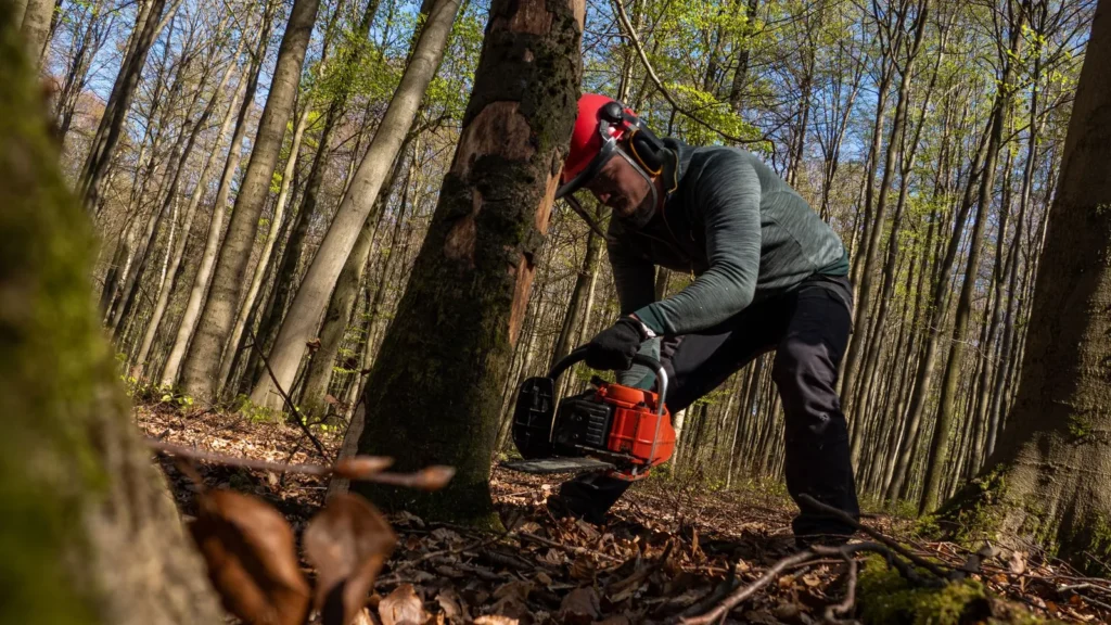 Tree worker in a helmet cutting down a dead, bark-damaged tree — emerald ash borer ash tree removal in Rochester NY
