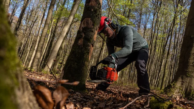Emerald Ash Borer in Rochester NY: Is Your Ash Tree Dead, Dying or Dangerous?