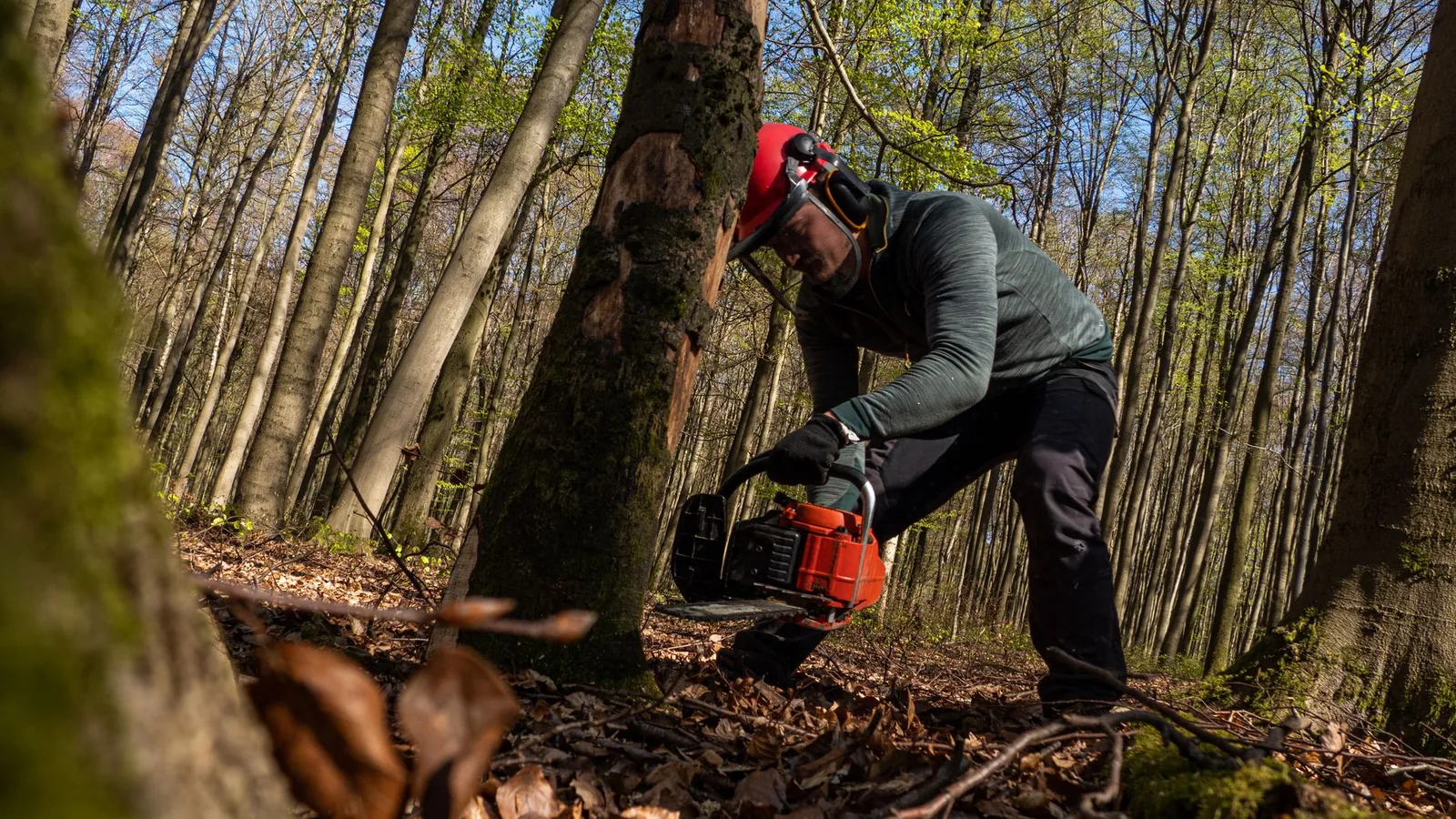 Tree worker in a helmet cutting down a dead, bark-damaged tree — emerald ash borer ash tree removal in Rochester NY