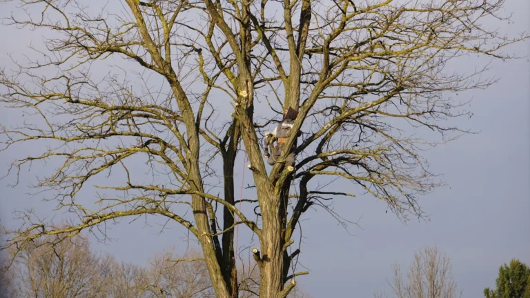 Tree Trimming Cost in Rochester, NY (2026 Price Guide)