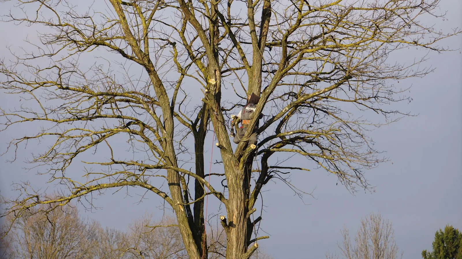 Arborist roped into a large leafless tree, pruning branches in the dormant season — tree trimming cost in Rochester NY